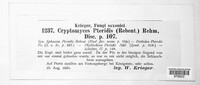 Cryptomycina pteridis image